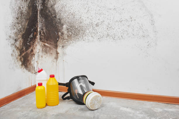 Best Basement Mold Remediation in Elmer, NJ