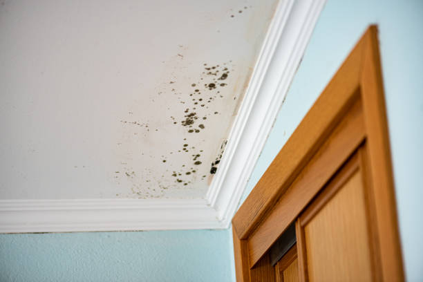 Best Post-Flood Mold Remediation in Elmer, NJ